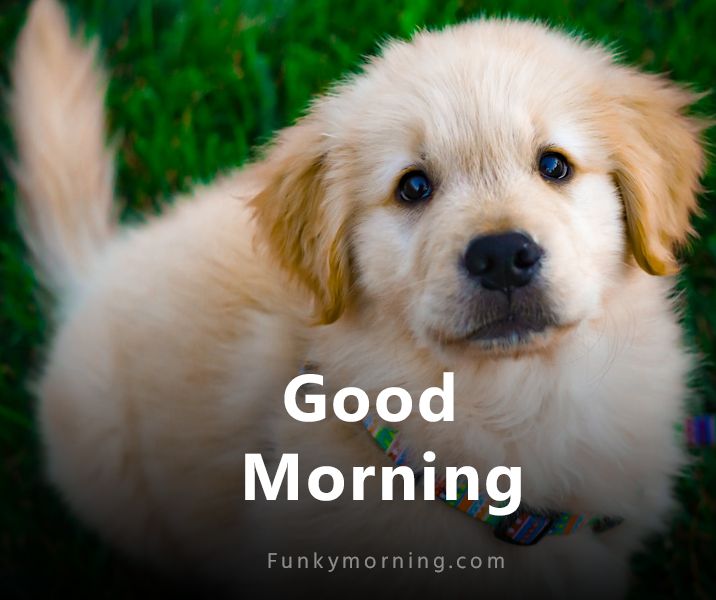 cute good morning puppy
