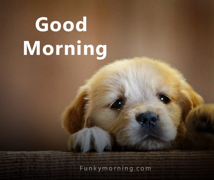 Morning greetings with Good morning cute dog Images and quotes