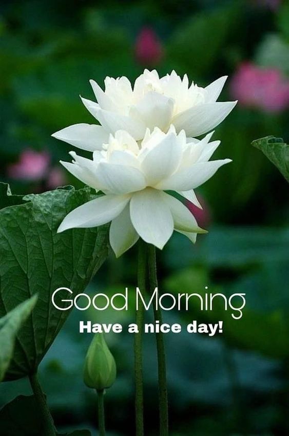 Lotus Flower Good Morning Quotes | Best Flower Site