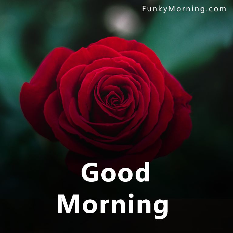 Beautiful Rose Flower Good Morning Images | Best Flower Site