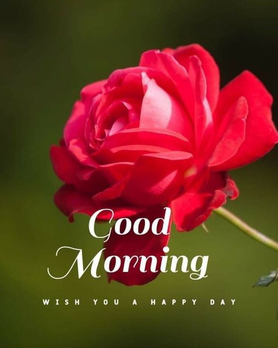 318+ Best Good Morning Rose Images | Gulab Rose Good Morning Pics