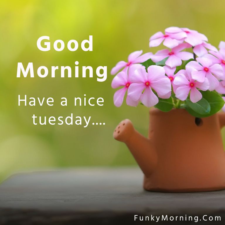 Good morning Tuesday Wishes, Quotes and Images for WhatsApp