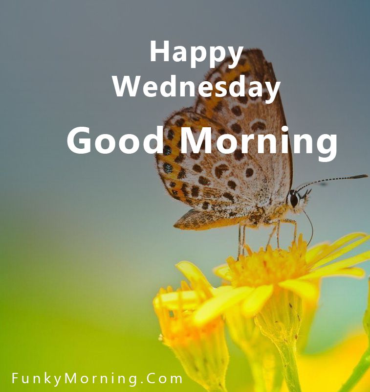164+ Best Good Morning Wednesday Images 2022 Photos HD Pics